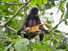 Trachypithecus obscurus halonifer