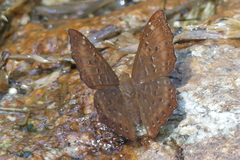 Zemeros flegyas allica