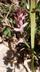 Fumaria bastardii