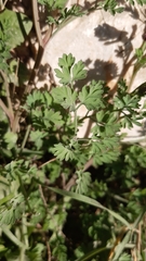 Fumaria bastardii