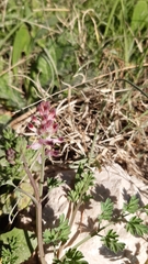 Fumaria bastardii