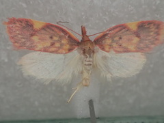 Enchocrates phaedryntis