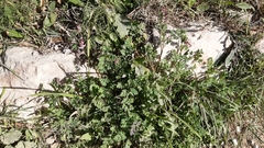 Fumaria bastardii