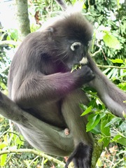 Trachypithecus obscurus halonifer