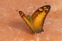 Vagrans sinha