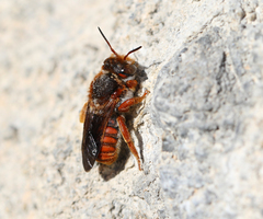 Rhodanthidium