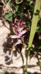 Fumaria bastardii