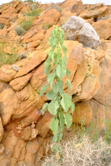 Abutilon pycnodon