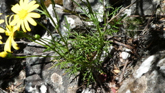 Senecio pinnatifolius alpinus