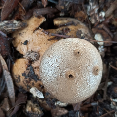Myriostoma australianum