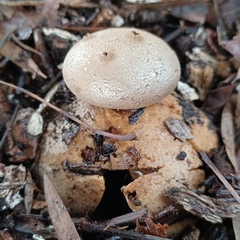 Myriostoma australianum