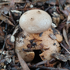 Myriostoma australianum
