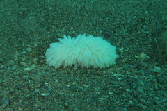 Sepioteuthis australis