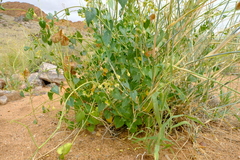 Pergularia daemia garipensis