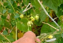 Pergularia daemia garipensis