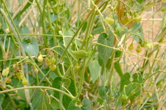 Pergularia daemia garipensis