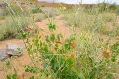 Pergularia daemia garipensis