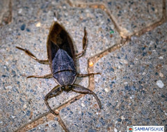 Lethocerus cordofanus