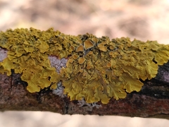 Xanthoria parietina
