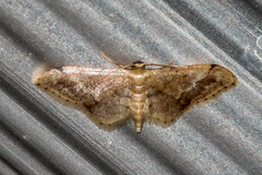 Idaea violacea