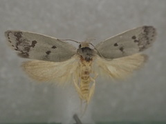 Compsotropha charidotis