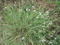 Astragalus corniculatus