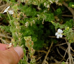 Jamesbrittenia maxii