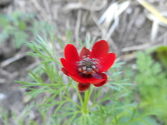 Adonis annua