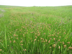 Carex stenophylla