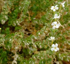 Jamesbrittenia maxii