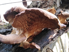 Pleurotus ostreatus