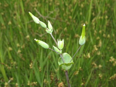 Cerastium perfoliatum