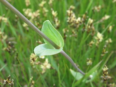 Cerastium perfoliatum