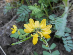 Securigera securidaca