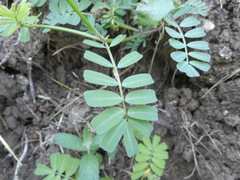 Securigera securidaca