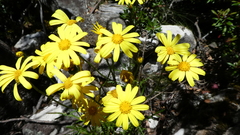 Senecio pinnatifolius alpinus