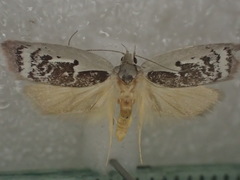 Catacometes hemiscia