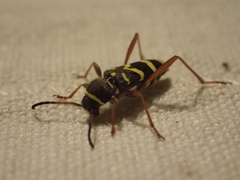 Clytus