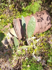 Opuntia ficus-indica