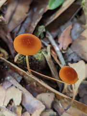 Marasmius vagus