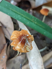 Marasmius vagus