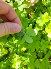 Oxalis pes-caprae