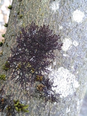 Frullania dilatata