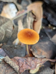 Marasmius vagus