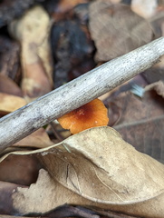 Marasmius vagus