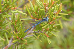 Austrocoenagrion lyelli