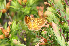Chrysolarentia chrysocyma