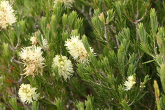 Melaleuca pityoides