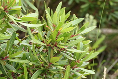 Tasmannia xerophila