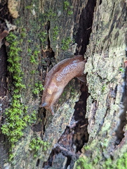 Parmacochlea balios